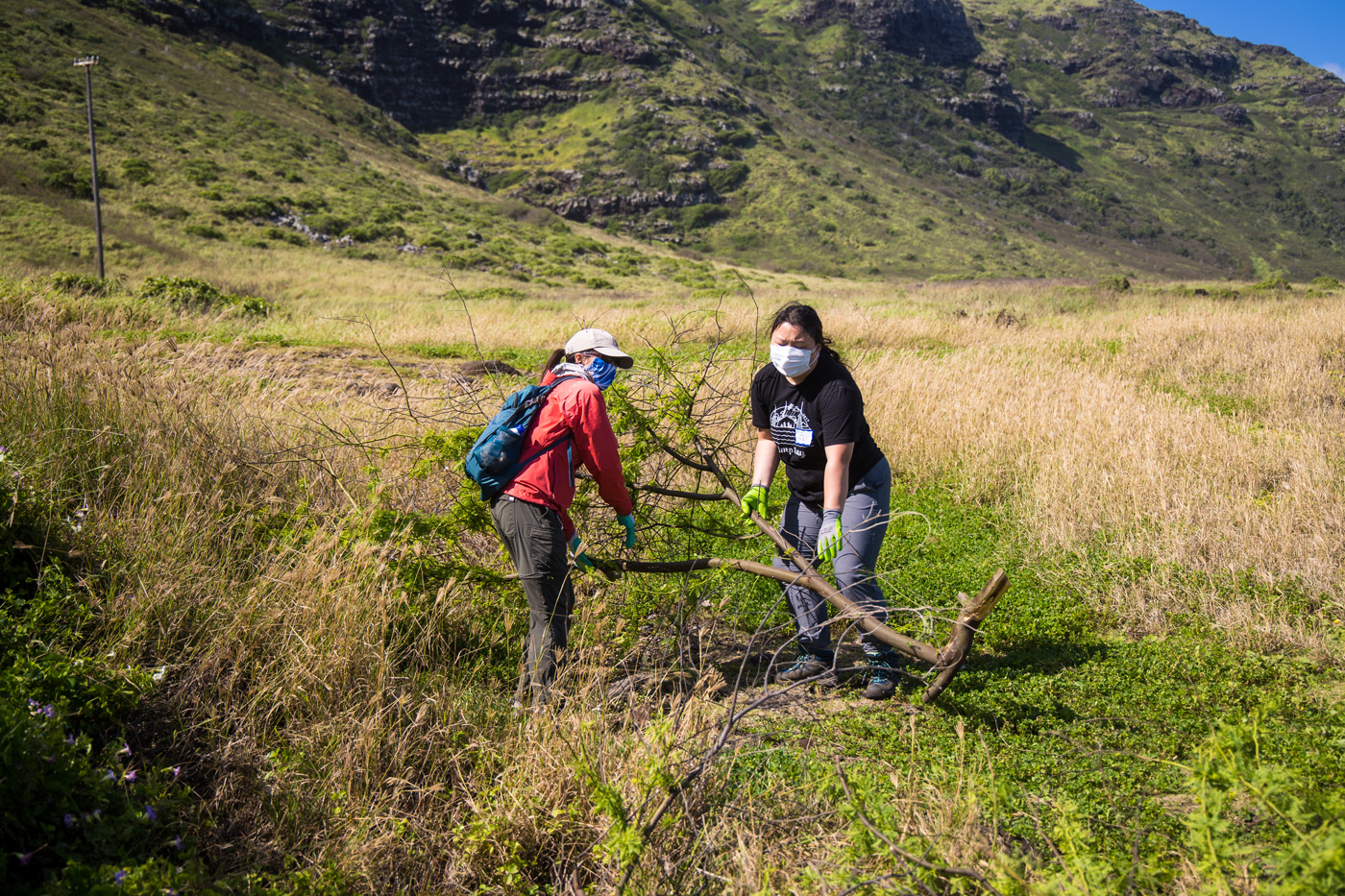 Lugging haole koa, an invasive species at Kaʻena Point.