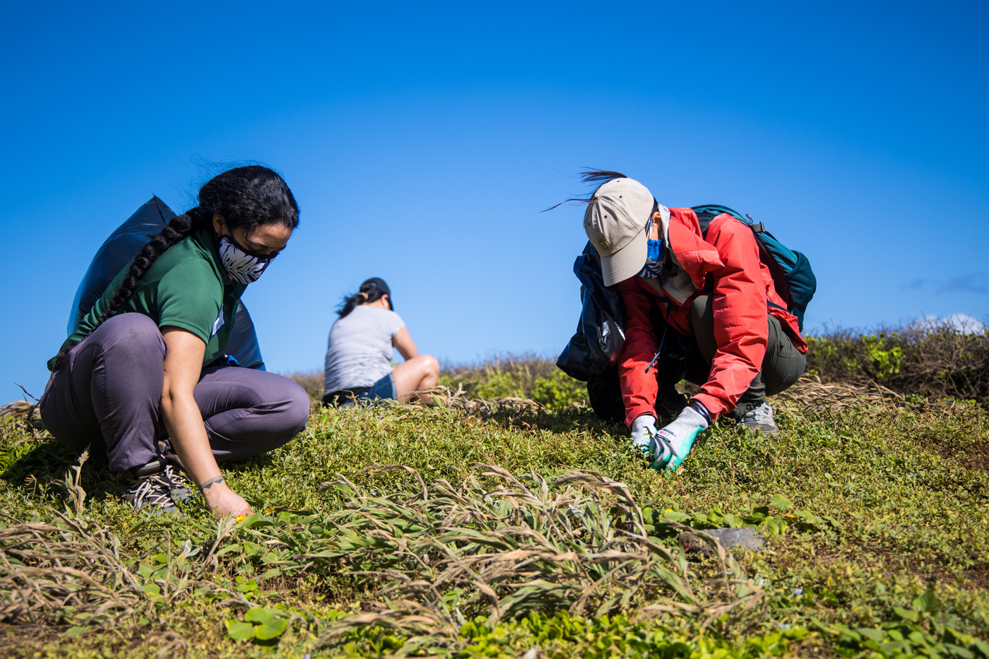 Learning about native plants while removing invasive species at Kaʻena Point.