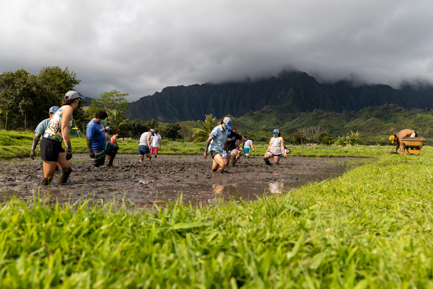 Beautiful day at Kākoʻo ʻŌiwi with the Koʻolau mountains as our gorgeous backdrop.