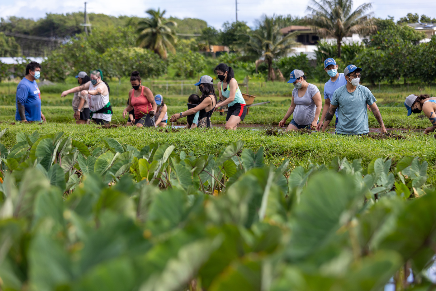 Learning about kalo (or taro) as we helped to aerate the loʻi.